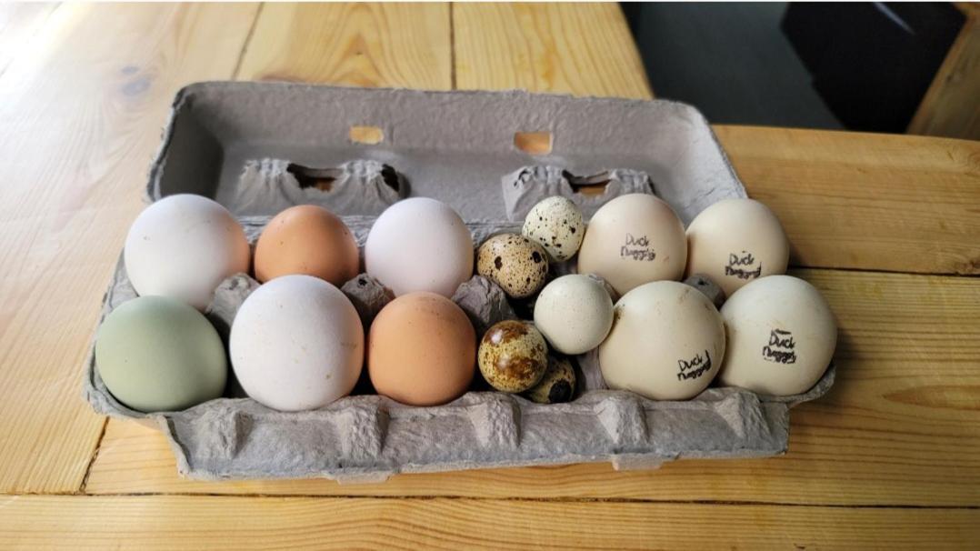 Shroom Life Farm Chicken Shack 노스 포트 마이어스 외부 사진